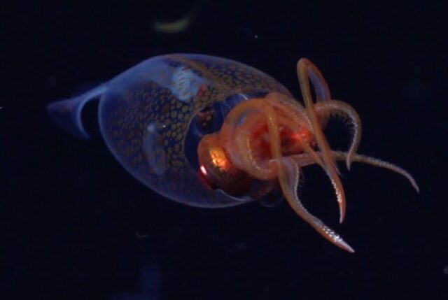 This is the first confirmed live observation of the colossal squid, Mesonychoteuthis hamiltoni, in its natural habitat.
