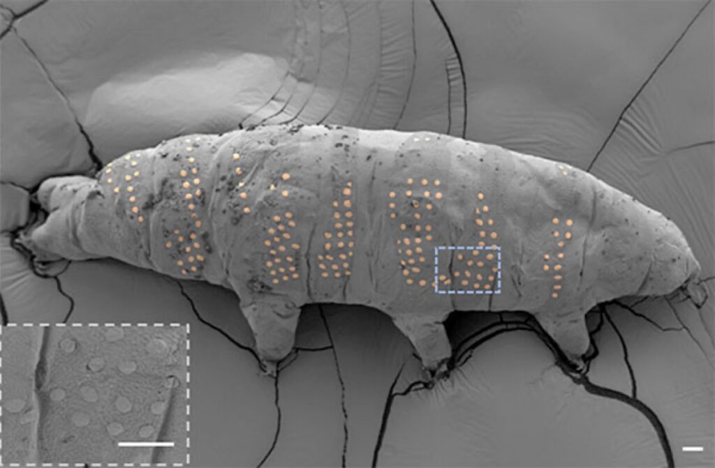 False-colored SEM image of the tardigrade after rehydration and fixation, with a magnified inset of the blue-boxed area.