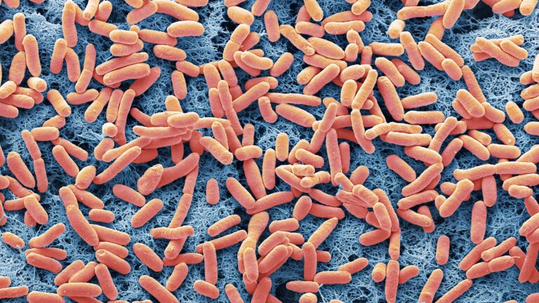 A dangerous E. coli strain has emerged; a small mutation may explain ...