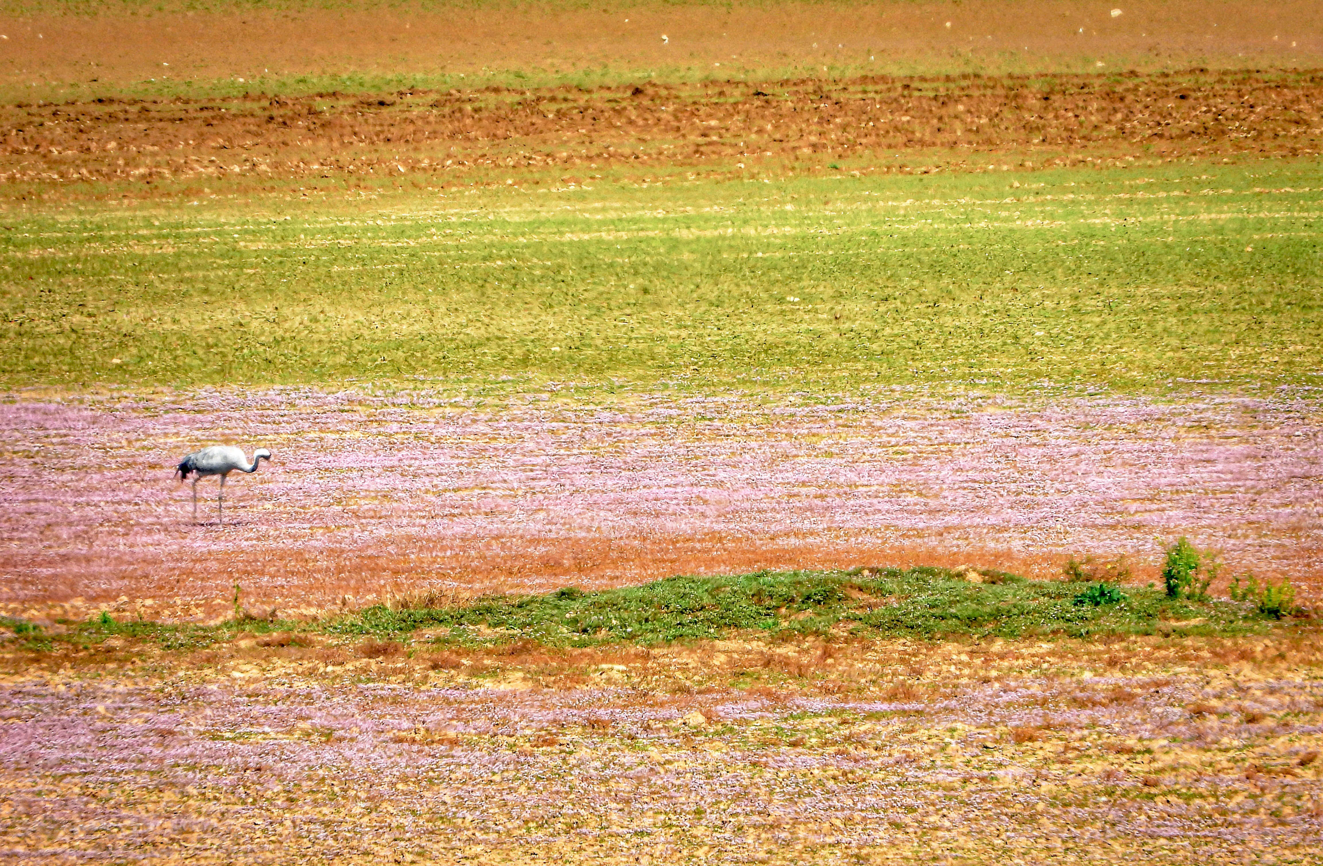 How farmers can help rescue water-loving birds