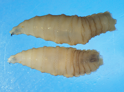 Screwworms are coming—and they’re just as horrifying as they sound