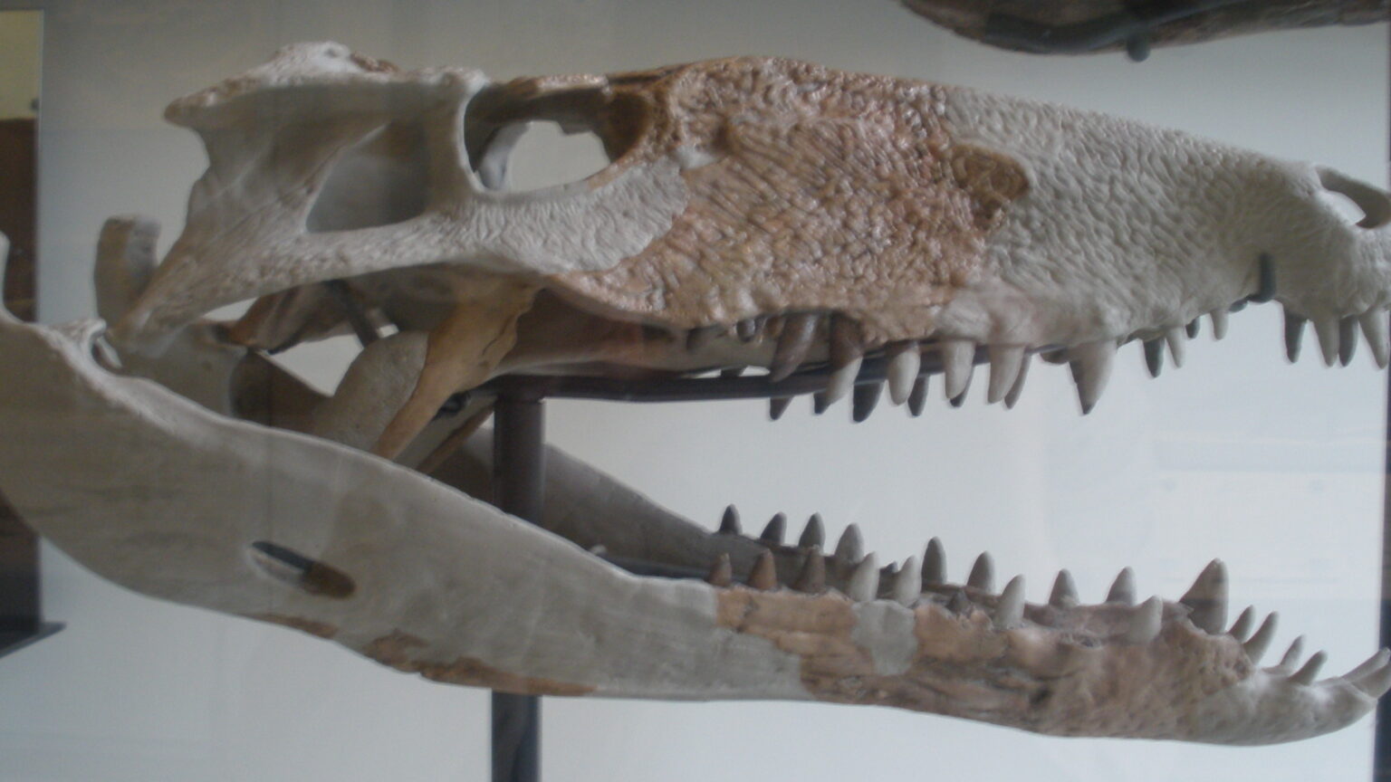 Sebecids Carnivorous crocodile-like monsters used to terrorize the Caribbean ...