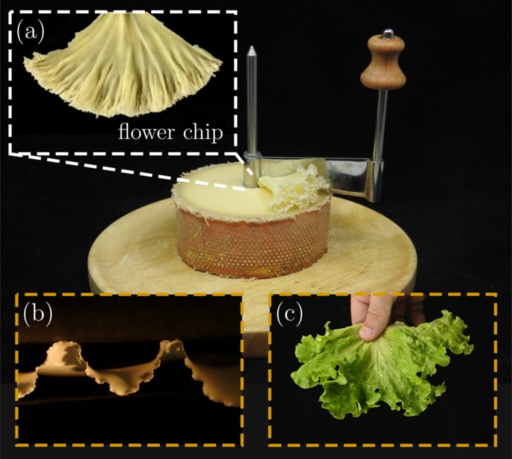The physics of frilly Swiss cheese “flowers” 2 A) Slirsar of cheese