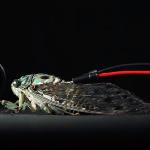 Cyborg cicadas play Pachelbel’s Canon