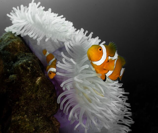 Incredible shrinking clownfish beats the heat 2 Two joker fish swimming around the white anamone against the black background