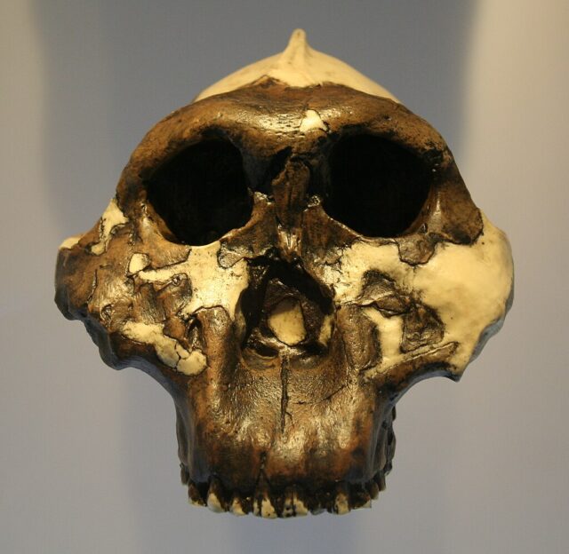 Researchers study extinct hominins using enamel proteins from their teeth