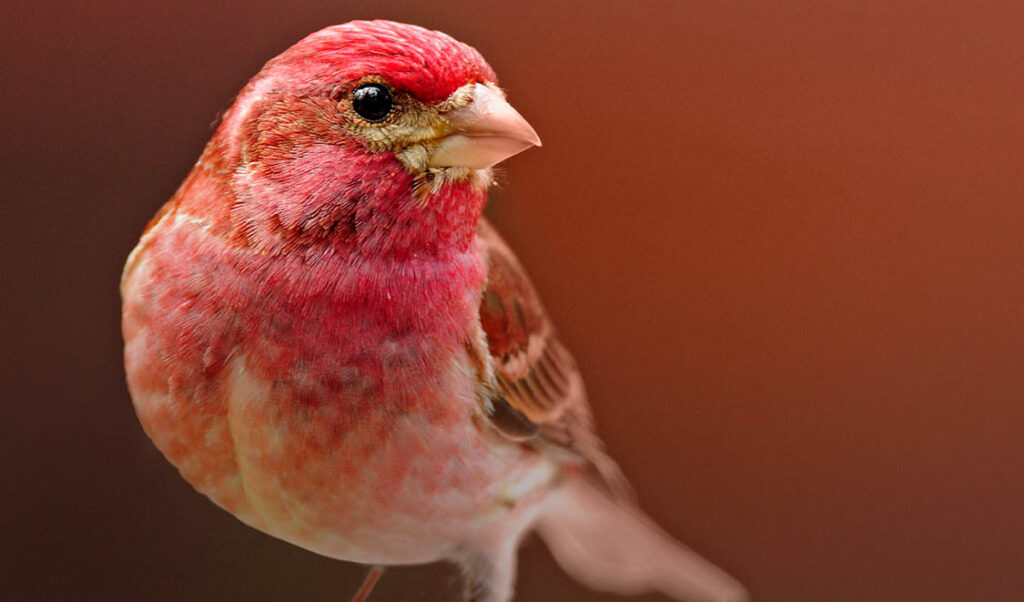 Photograph of a red bird