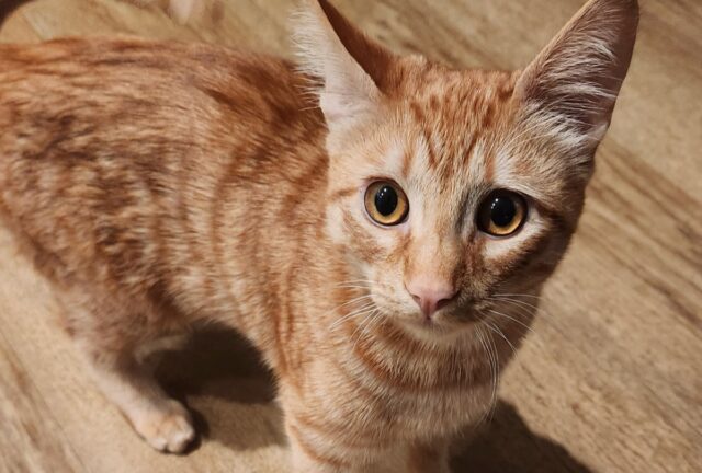 an orange tabby kitten