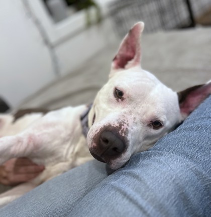 I helped a lost dog’s AirTag ping its owner: An ode to replaceable batteries 2 Recki, a Patbal is leaning from the right, on someone wearing jeans.