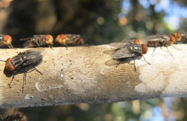 Screwworms are coming—and they’re just as horrifying as they sound 2 screwworm flies