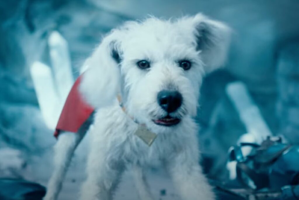 little white dog wearing a red cape