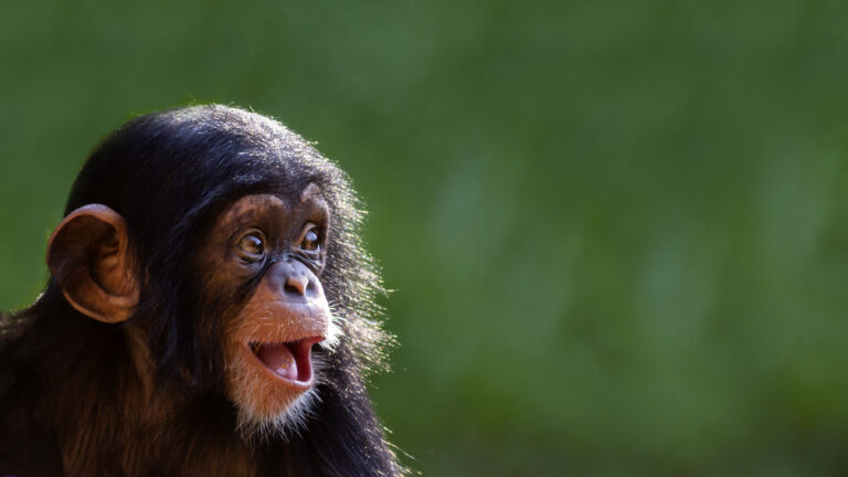 Listing image for first story in Most Read: The “online monkey torture video” arrests just keep coming