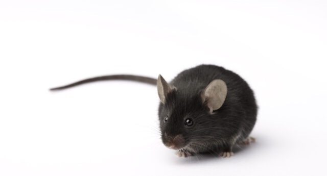 Experimental retina implants give mice infrared vision
