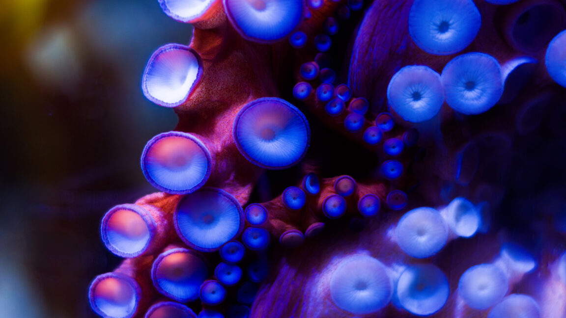 Robotic sucker can adapt to surroundings like an actual octopus