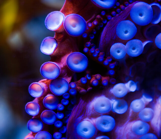 Robotic sucker can adapt to surroundings like an actual octopus