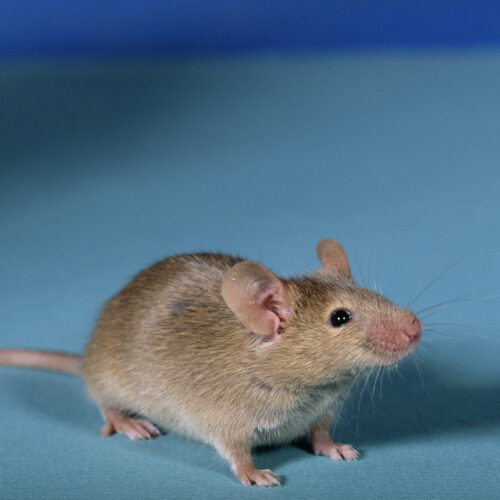 Researchers get viable mice by editing DNA from two sperm
