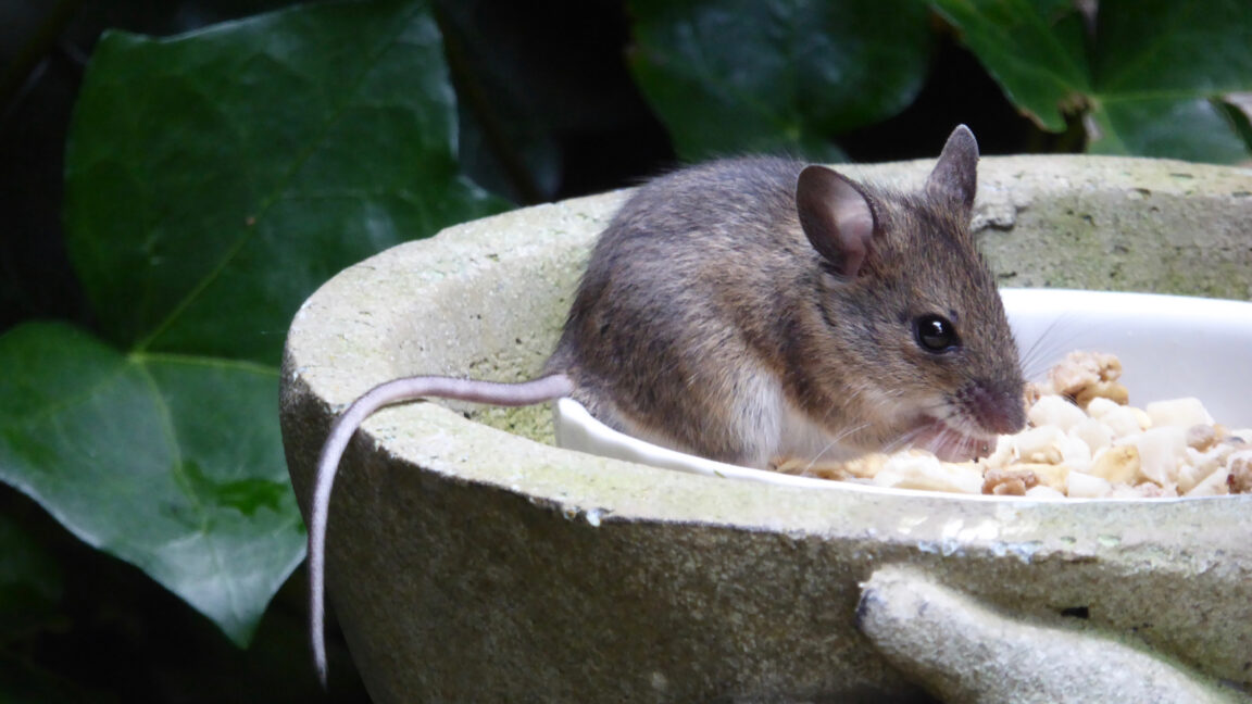 Changing one gene can restore some tissue regeneration to mice