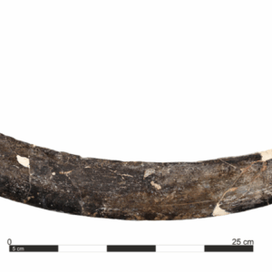 photo of a curved piece of ivory on a while background