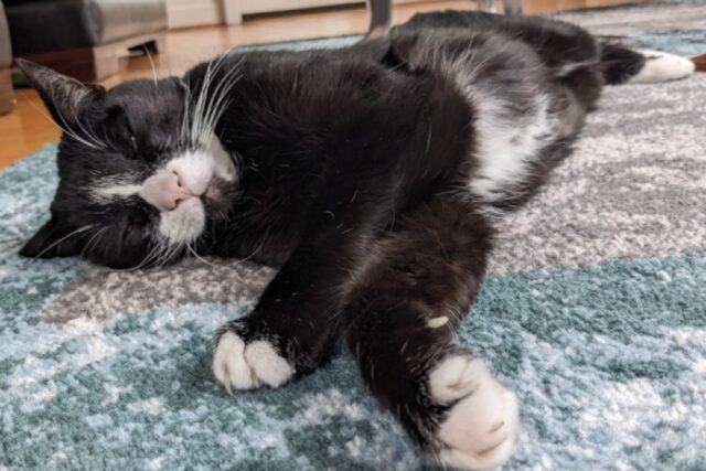 sleepy tuxedo cat blissfully stretched out on a blue rug