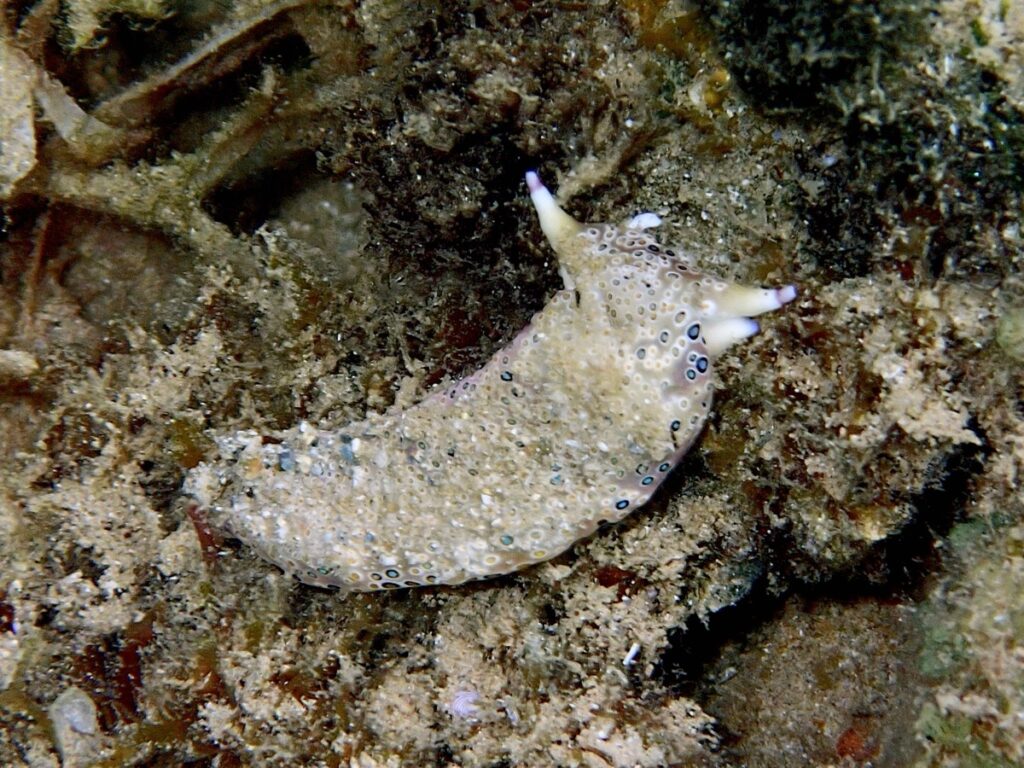 夏威夷考艾岛浅水区的一只斑点叶蛞蝓。