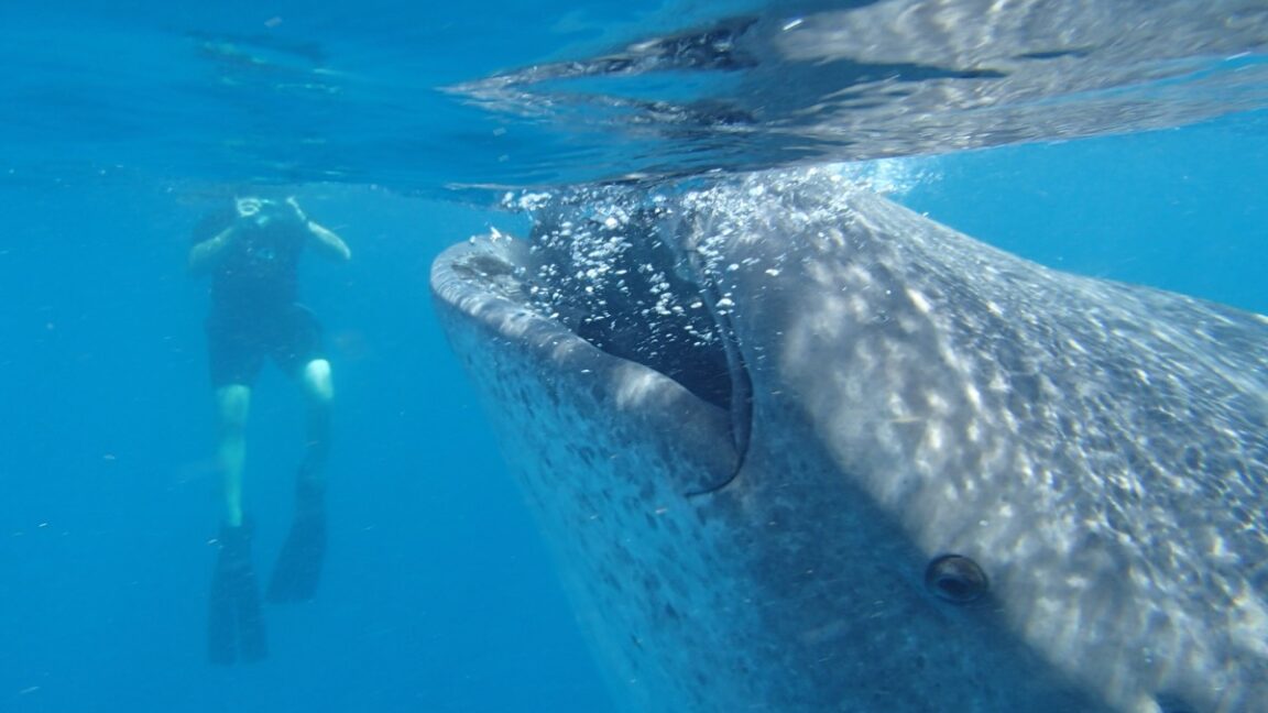 New body size database for marine animals is a “library of life”