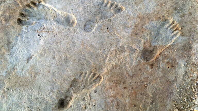 digital forensics Listing image for first story in Most Read: New dating for White Sands footprints confirms controversial theory