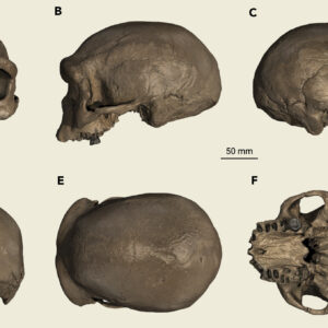 View of a single skull from six different angles.