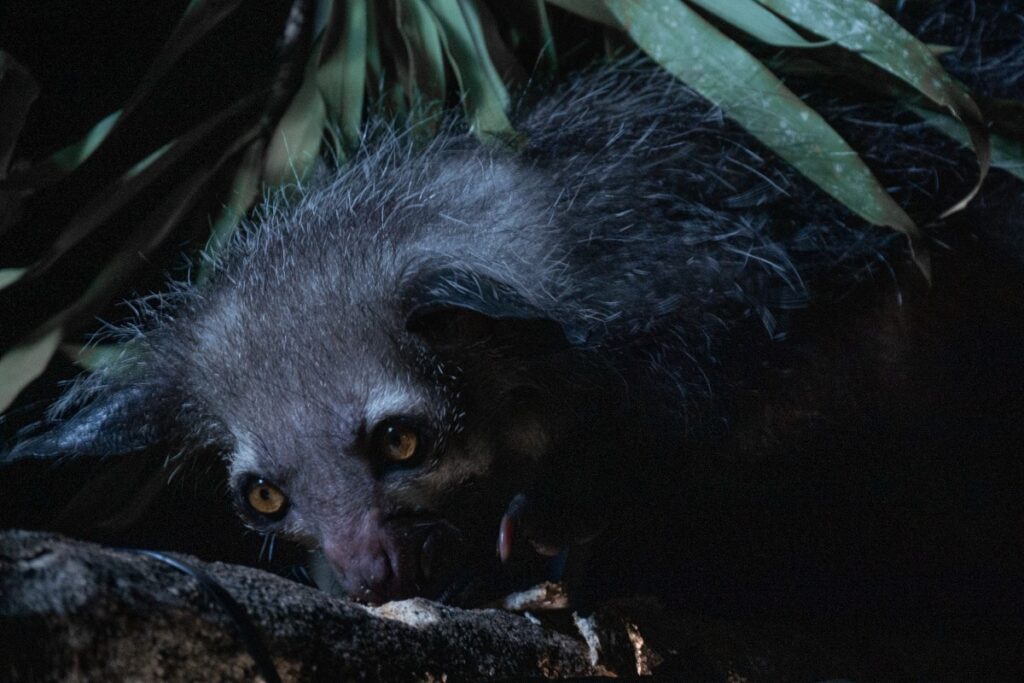 an aye-aye in the forest of Madagascar at night
