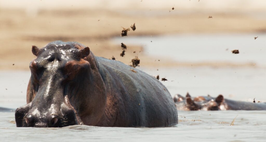 A male hippo sprays his feces at another male who is threatening to take over his patch.