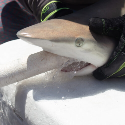 News Feed 359 Marine biologist for a day: Ars goes shark tagging