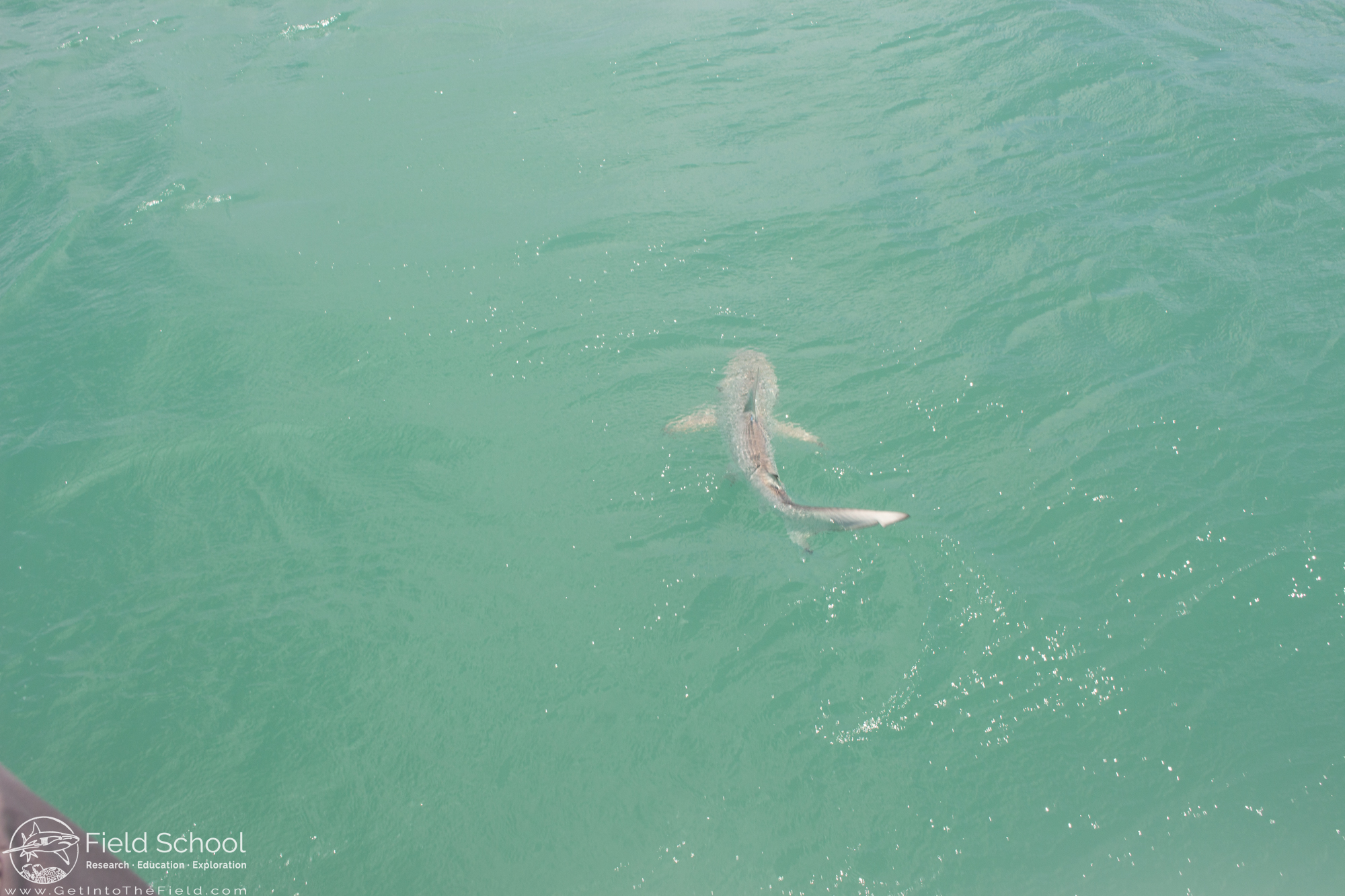 A shark swims away from the camera.