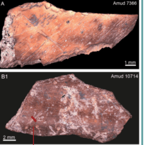 image of 4 ungulate bones with cut marks