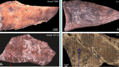 Ancient Culinary Differences: How Two Neanderthal Groups in Israel Diverged in Their Diets