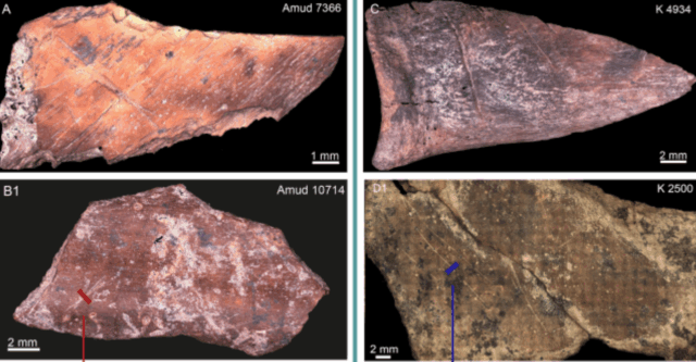 image of 4 ungulate bones with cut marks