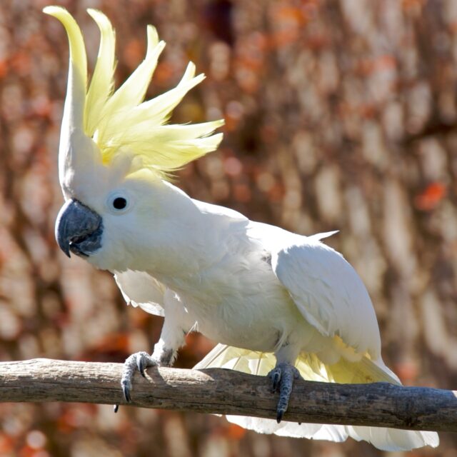 A captive sulphur-crested cockatoo displaying its crest in the U.S.