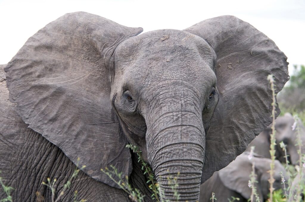 African bush elephant with ears spread in a threat or attentive position and visible blood vessels