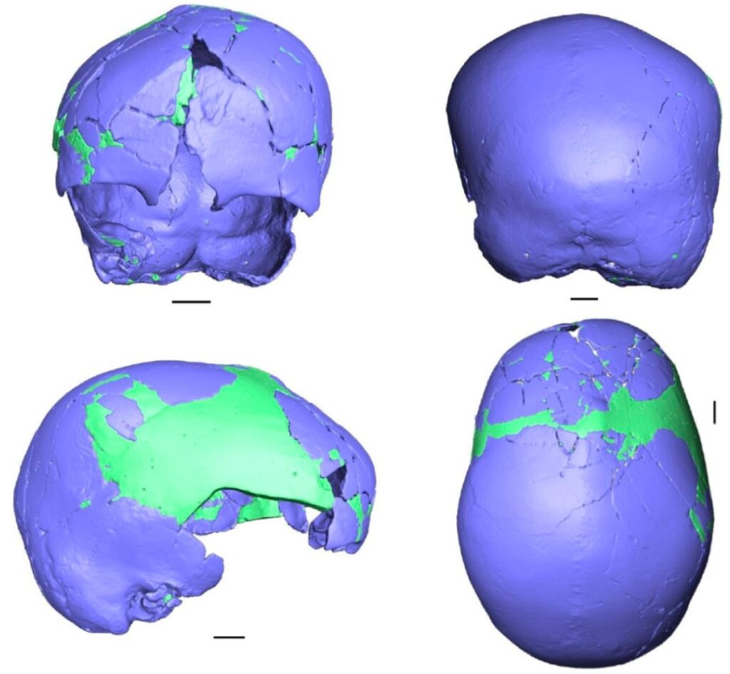 Historic cranium can have been part human, part Neanderthal kid