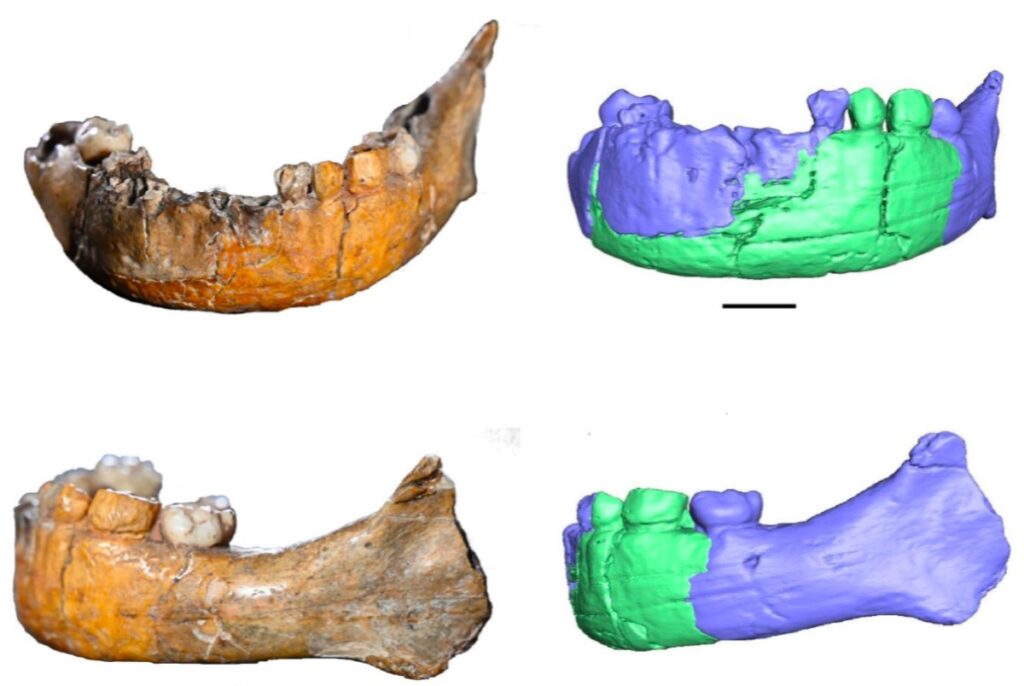 The original mandible of Skhul I and the CT scan-based images in anterior and left lateral view. In blue, the bone; in green, reconstruction
