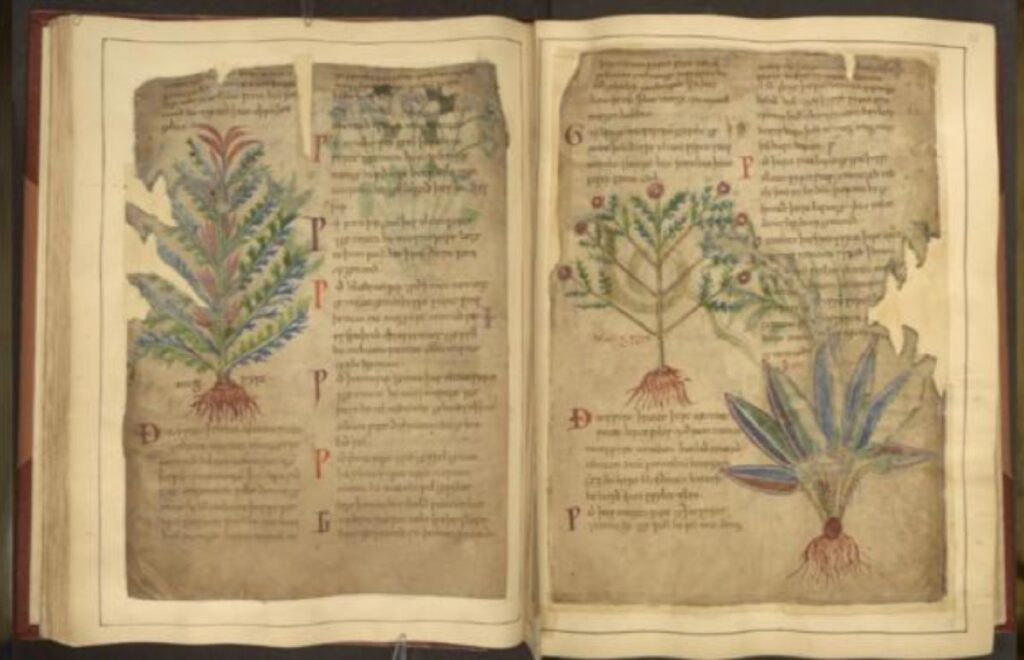 Medieval manuscripts like the Cotton MS Vitellius C III highlight uses for herbs that reflect modern-day wellness trends.