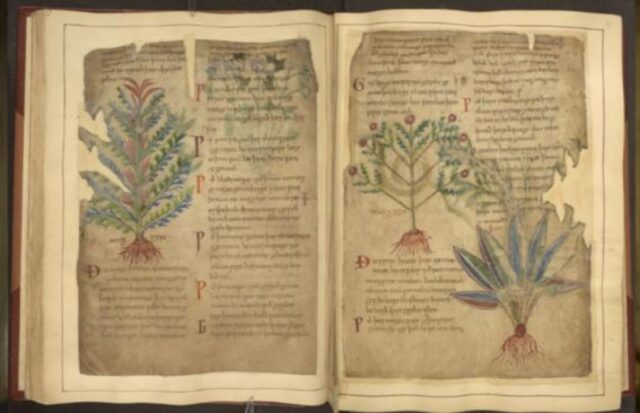 Medieval manuscripts like the Cotton MS Vitellius C III highlight uses for herbs that reflect modern-day wellness trends.