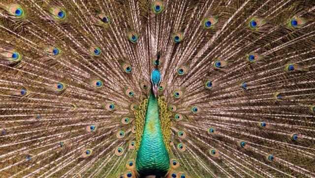 A peacock spreading his tail, displaying his plumage
