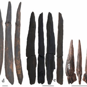 photo of several wooden digging sticks