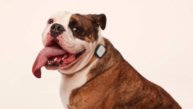 Whistle Pet Trackers Face Shutdown Following Acquisition by Tractive