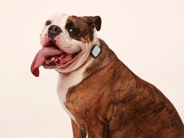 Acquisition sends thousands of Whistle pet trackers to IoT graveyard