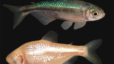 The Fascinating Evolution of Cavefish: From Sight to Survival