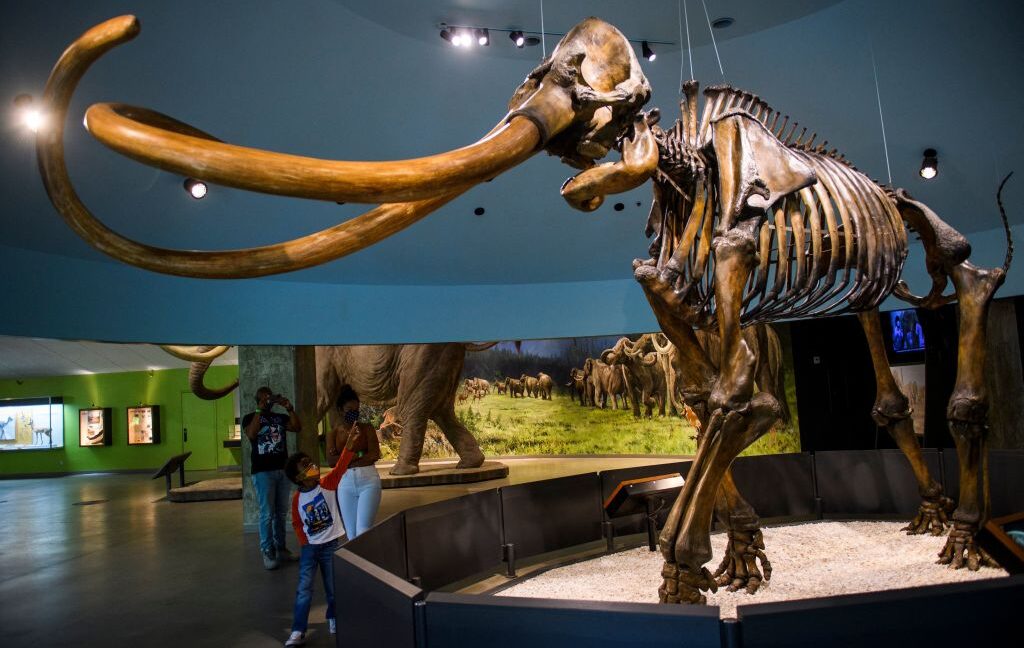 Genetically, Central American mammoths were weird