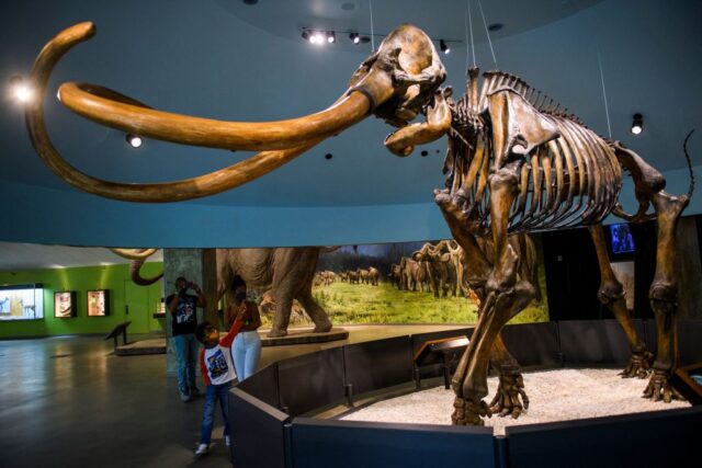 Genetically, Central American mammoths were weird
