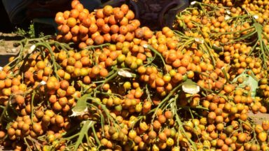 Ancient teeth show people were getting high off betel nuts 4,000 years ago