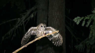 Conservation Controversy: The Endangered Species Act Under Fire