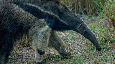 The Fascinating Evolution of Mammals with a Taste for Termites and Ants